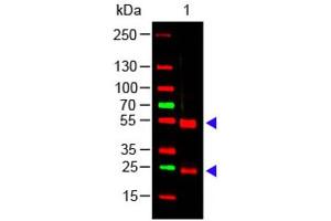 Western Blot of Rabbit anti-Swine IgG (H&L) Antibody Lane 1: Swine IgG Load: 100 ng per lane Primary antibody: Swine IgG (H&L) Antibody at 1:1000 for overnight at 4°C Secondary antibody: 649 goat anti-rabbit at 1:20,000 for 30 min at RT Block: ABIN925618 for 30 min at RT Predicted/Observed size: 55 and 28 kDa, 55 and 28 kDa (Rabbit anti-Pig IgG (Heavy & Light Chain) Antibody)