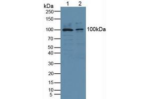 PLA2G4A antibody  (AA 563-749)