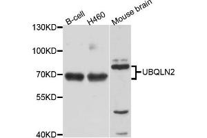 Western blot analysis of extract of various cells, using UBQLN2 antibody. (Ubiquilin 2 antibody)