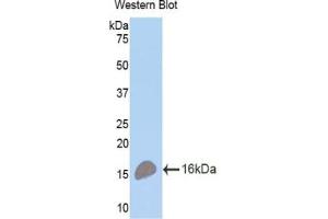 Western Blotting (WB) image for anti-Tumor Necrosis Factor Receptor Superfamily, Member 17 (TNFRSF17) (AA 71-184) antibody (ABIN7437227)