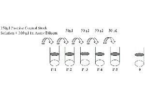 This picture shows the preparation of the positive control. (EGFR ELISA Kit)