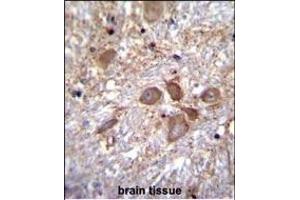 SPECC1 Antibody (Center) (ABIN656081 and ABIN2845427) immunohistochemistry analysis in formalin fixed and paraffin embedded human brain tissue followed by peroxidase conjugation of the secondary antibody and DAB staining.