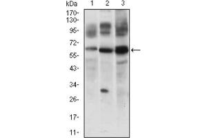 Western Blotting (WB) image for anti-CASP8 and FADD-Like Apoptosis Regulator (CFLAR) (AA 100-251) antibody (ABIN1845710) (FLIP antibody  (AA 100-251))