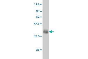 Western Blot detection against Immunogen (35. (Fgr antibody  (AA 1-90))