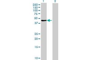 Western Blot analysis of FBXL8 expression in transfected 293T cell line by FBXL8 MaxPab polyclonal antibody. (FBXL8 antibody  (AA 1-374))