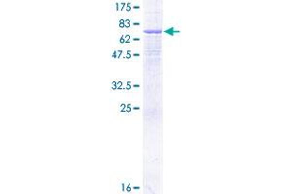 AP1m2 Protein (AA 1-423) (GST tag)