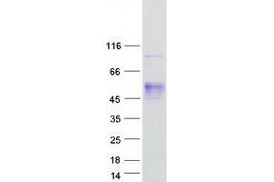 Validation with Western Blot (ATP1B2 Protein (Myc-DYKDDDDK Tag))