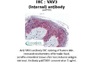 Image no. 1 for anti-Vav 3 Oncogene (VAV3) (Internal Region) antibody (ABIN1740680) (VAV3 antibody  (Internal Region))
