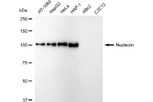 Western blotting analysis using Nucleolin antibody (ABIN7799667).