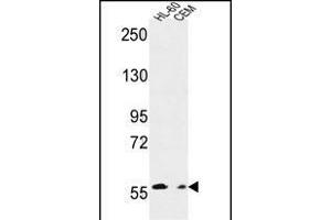 MILK2 Antibody (C-term) (ABIN651094 and ABIN2840068) western blot analysis in HL-60,CEM cell line lysates (35 μg/lane). (MICALL2 antibody  (C-Term))