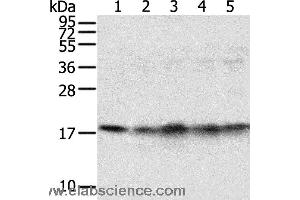 Western blot analysis of Mouse brain and heart tissue, Jurkat, K562 and hela cell, using TAF11 Polyclonal Antibody at dilution of 1:800 (TAF11 antibody)
