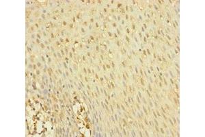 Immunohistochemistry of paraffin-embedded human tonsil tissue using ABIN7145012 at dilution of 1:100