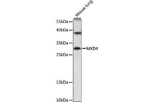 Western blot analysis of extracts of mouse lung, using MXD4 antibody (ABIN7268430) at 1:1000 dilution.