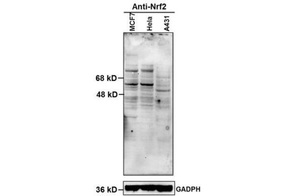 NRF2 antibody  (AA 430-480)