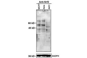 Image submitted by One World Lab validation program. (NRF2 antibody  (AA 430-480))