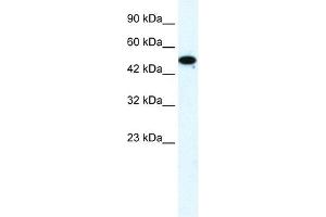 FLJ31875 antibody (20R-1120) used at 0.
