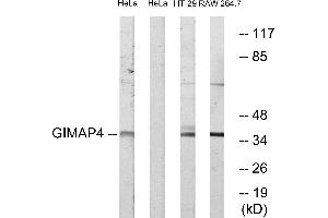 Western blot analysis of extracts from HeLa cells, HT-29 cells and RAW264. (GIMAP4 antibody  (Internal Region))