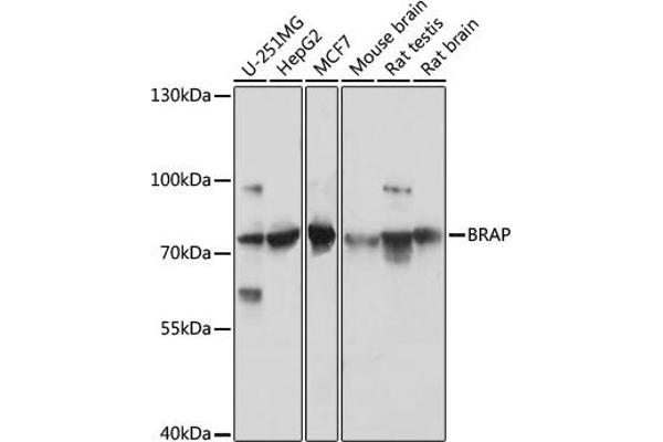 BRAP antibody  (AA 1-200)