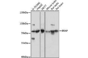 Western blot analysis of extracts of various cell lines, using BRAP antibody (ABIN7265922) at 1:3000 dilution. (BRAP antibody  (AA 1-200))