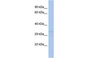 Image no. 1 for anti-Translocase of Outer Mitochondrial Membrane 40 Like (TOMM40L) (AA 215-264) antibody (ABIN6742569) (TOMM40L antibody  (AA 215-264))