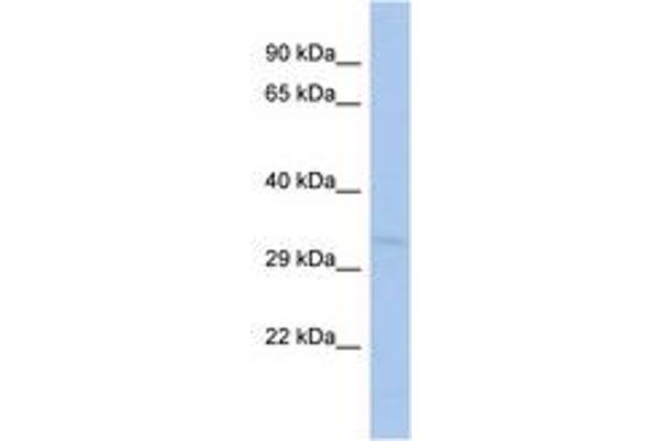 TOMM40L antibody  (AA 215-264)