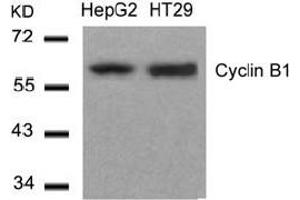 Image no. 3 for anti-Cyclin B1 (CCNB1) (Ser147) antibody (ABIN401649) (Cyclin B1 antibody  (Ser147))
