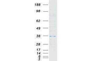 Validation with Western Blot (HAX1 Protein (Transcript Variant 1) (Myc-DYKDDDDK Tag))