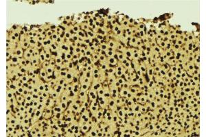 ABIN6277273 at 1/100 staining Mouse liver tissue by IHC-P. (GNB2L1 antibody  (Internal Region))