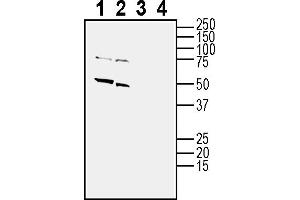 Western blot analysis of mouse brain membranes (lanes 1 and 3) and rat brain membranes (lanes 2 and 4): 1-2.