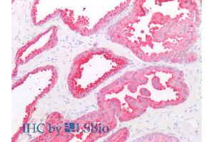 ABIN940545 (5µg/ml) staining of paraffin embedded Human Prostate. (ADRB3 antibody  (Internal Region))
