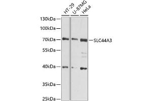 Western blot analysis of extracts of various cell lines, using SLC44 antibody (ABIN6130186, ABIN6148002, ABIN6148003 and ABIN6216584) at 1:3000 dilution. (SLC44A3 antibody  (AA 60-220))