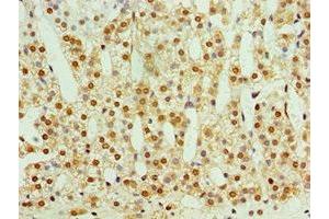 Immunohistochemistry of paraffin-embedded human adrenal gland tissue using ABIN7170729 at dilution of 1:100 (STMN4 antibody  (AA 1-216))