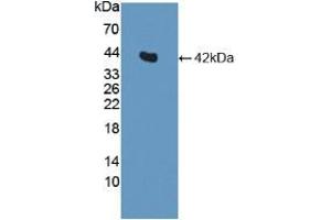 Western blot analysis of recombinant Human INS. (Insulin antibody  (AA 25-110))