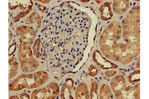 Immunohistochemistry of paraffin-embedded human kidney tissue using ABIN7156860 at dilution of 1:100 (IL22RA2 antibody  (AA 22-263))