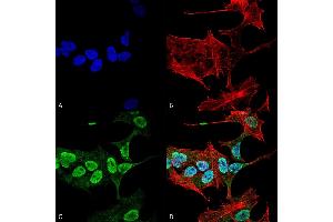 Immunocytochemistry/Immunofluorescence analysis using Mouse Anti-Alpha Synuclein Monoclonal Antibody, Clone 3C11 (ABIN5564063). (SNCA antibody  (APC))
