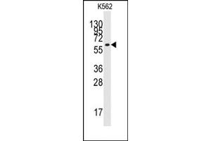Image no. 1 for anti-Kruppel-Like Factor 4 (Gut) (KLF4) (N-Term) antibody (ABIN357864) (KLF4 antibody  (N-Term))