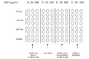 Example of how to seed cells for cell-based assay (ERK1/2 ELISA Kit)