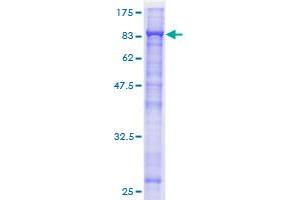 CDC23 Protein (AA 1-591) (GST tag)