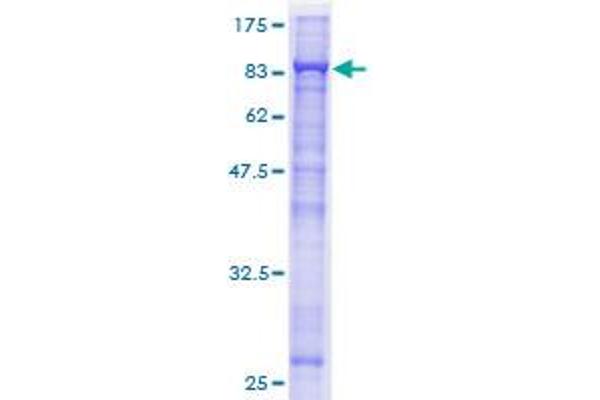 CDC23 Protein (AA 1-591) (GST tag)