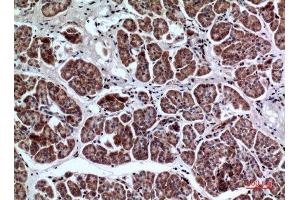 Immunohistochemistry (IHC) analysis of paraffin-embedded Human Pancreas, antibody was diluted at 1:100. (LILRA2 antibody  (Internal Region))