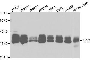 Western blot analysis of extracts of various cell lines, using TPP1 antibody (ABIN5973279) at 1/1000 dilution. (TPP1 antibody)