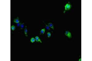 Immunofluorescent analysis of Hela cells using ABIN7163856 at dilution of 1:100 and Alexa Fluor 488-congugated AffiniPure Goat Anti-Rabbit IgG(H+L)