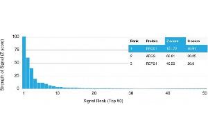 Analysis of Protein Array containing more than 19,000 full-length human proteins using ERCC1 Mouse Monoclonal Antibody (ERCC1/2318). (ERCC1 antibody  (AA 191-281))