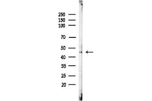 Western blot analysis of lysates from Rat liver, using SCTR Antibody at 1/1000 dilution.