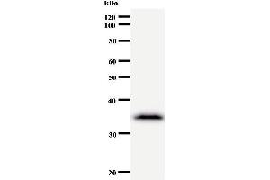 Western Blotting (WB) image for anti-Cysteine-serine-Rich Nuclear Protein 1 (CSRNP1) antibody (ABIN931016) (AXUD1 antibody)