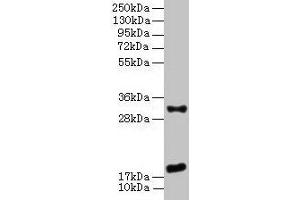 Western Blot All lanes: EMP3 antibody at 3 μg/mL + Mouse heart tissue Secondary Goat polyclonal to rabbit IgG at 1/10000 dilution Predicted band size: 19 kDa Observed band size: 19, 31 kDa (EMP3 antibody  (AA 25-65))