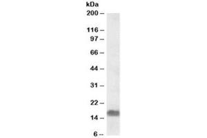 Western blot testing of A549 lysate with EDF1 antibody at 0. (EDF1 antibody)