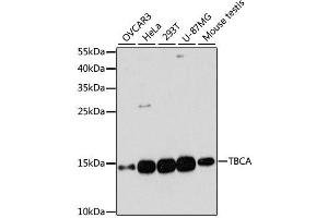 Western blot analysis of extracts of various cell lines, using TBCA antibody.