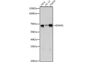 Western blot analysis of extracts of various cell lines, using DM antibody (ABIN7266814) at 1:1000 dilution. (DMAP1 antibody)