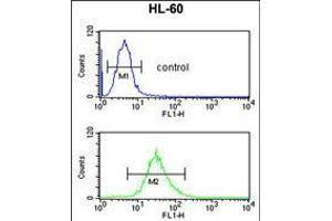 Flow cytometric analysis of HL-60 cells (bottom histogram) compared to a negative control cell (top histogram). (SELENBP1 antibody  (C-Term))
